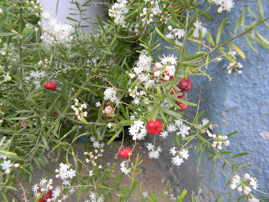 Shatavari: The Ancient Ayurvedic Herb That Nourishes Your Nervous System & Restores Inner Calm