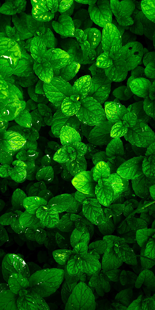 Peppermint: The Ancient Cooling Herb That Soothes Your Digestion, Clears Your Mind & Refreshes Your Body From Within