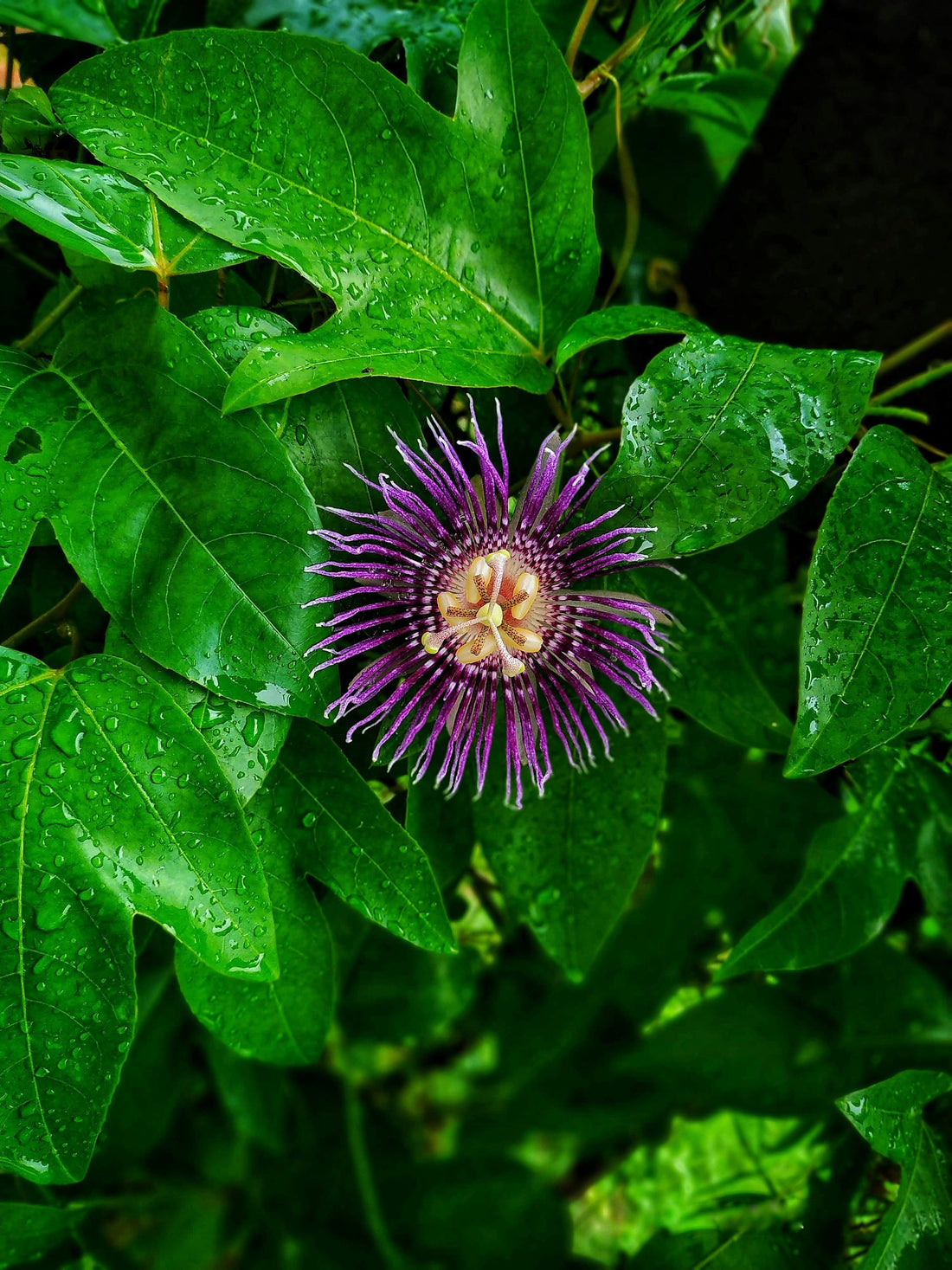 Passionflower: The Ancient Botanical That Calms Anxiety, Supports Deep Sleep & Soothes Your Nervous System Naturally
