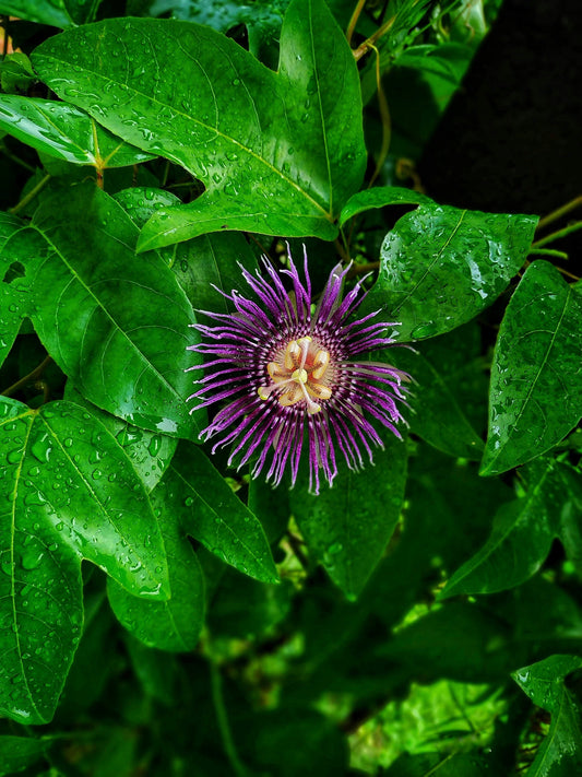 Passionflower: The Ancient Botanical That Calms Anxiety, Supports Deep Sleep & Soothes Your Nervous System Naturally