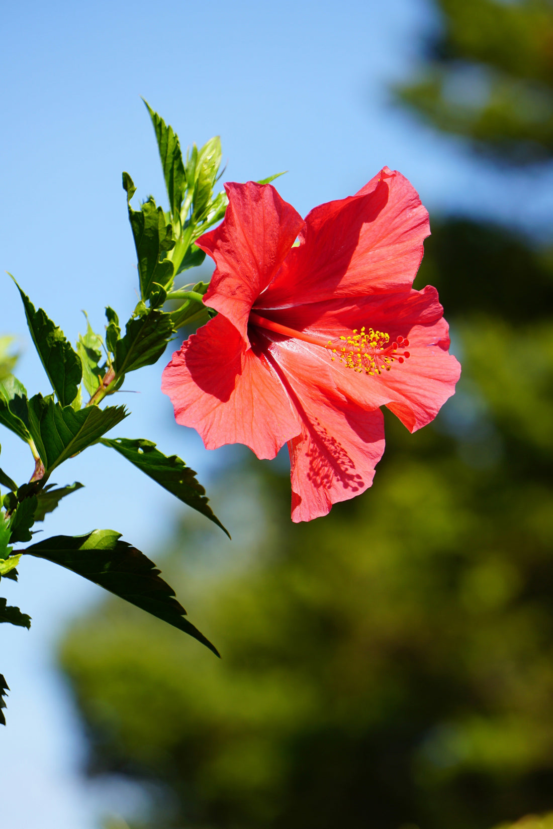 Hibiscus: The Vibrant Ayurvedic Flower That Cools, Heals & Radiates Beauty From Within