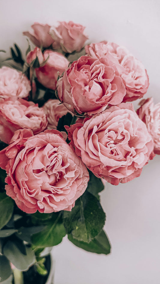 Rose: The Sacred Ayurvedic Flower for Emotional Wellness, Radiant Skin & Inner Balance